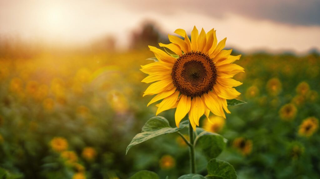 Sunflower grows in a field with others