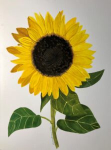 watercolor painting of one large yellow sunflower bloom on a single stem with four green leaves.